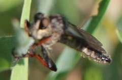 Pamponerus germanicus