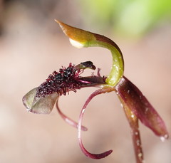 Chiloglottis curviclavia