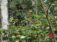 Abroscopus albogularis