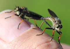 Pamponerus germanicus