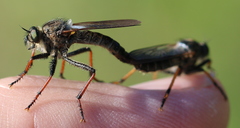 Pamponerus germanicus