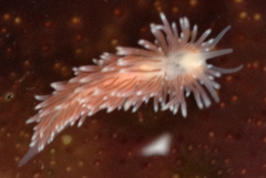 Cuthona divae