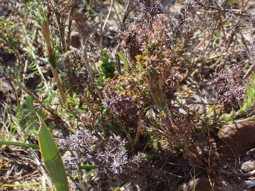 Image of Thamnochortus fruticosus by (c) Eugene Hahndiek, some rights reserved (CC BY-SA)