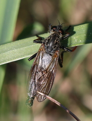 Pamponerus germanicus