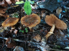 Cortinarius subcastanellus
