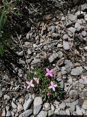 Houstonia rubra