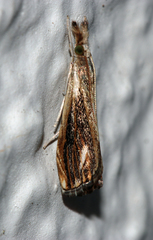 Catoptria verellus