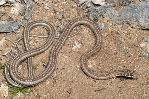 Karoo Sand Snake
