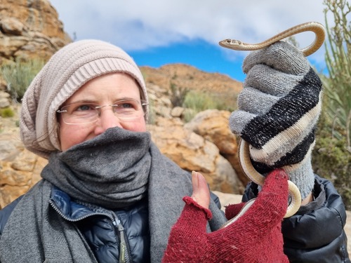 Karoo Sand Snake