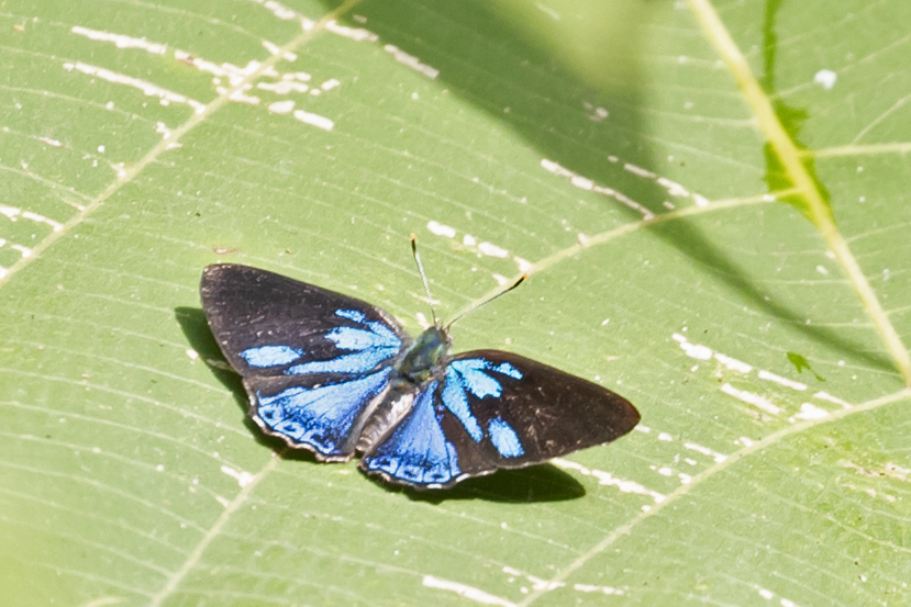 Poritia pleurata