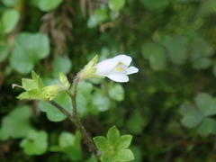 Mazus goodenifolius