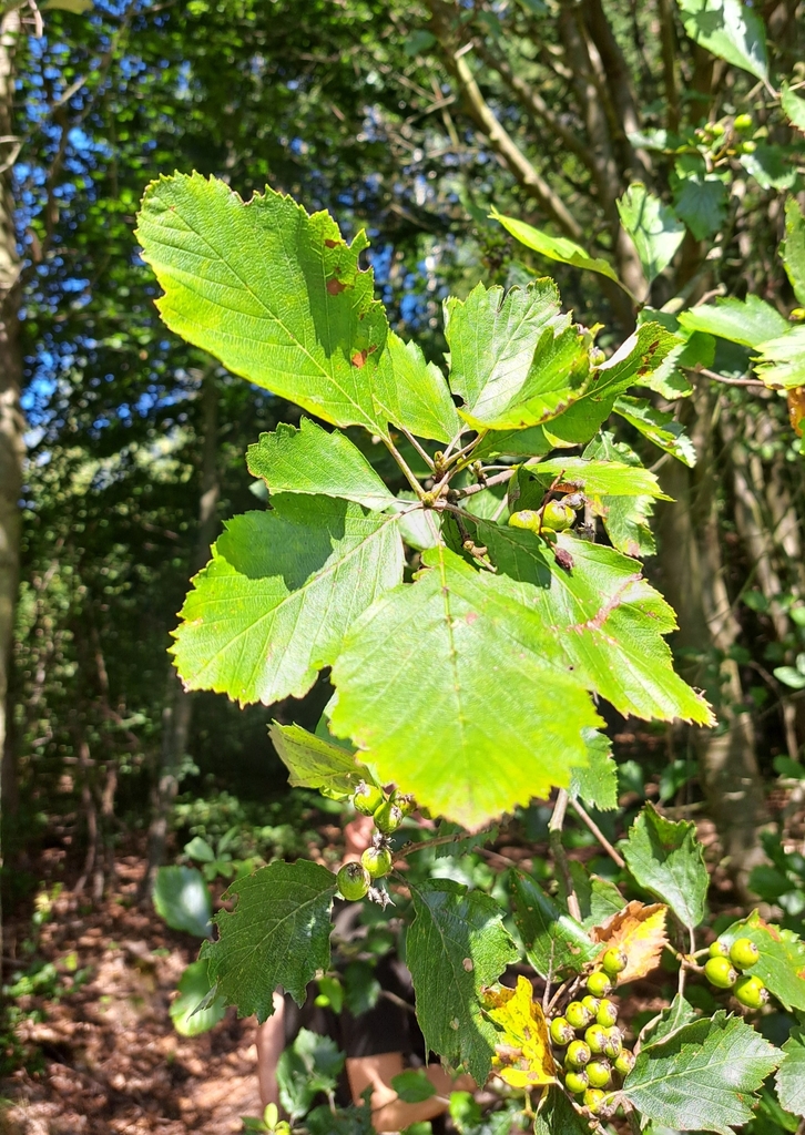 Karpatiosorbus gemella