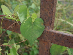 Ipomoea obscura