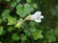 Mazus goodenifolius