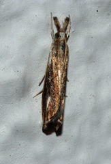 Catoptria verellus