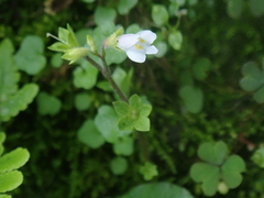 Mazus goodenifolius