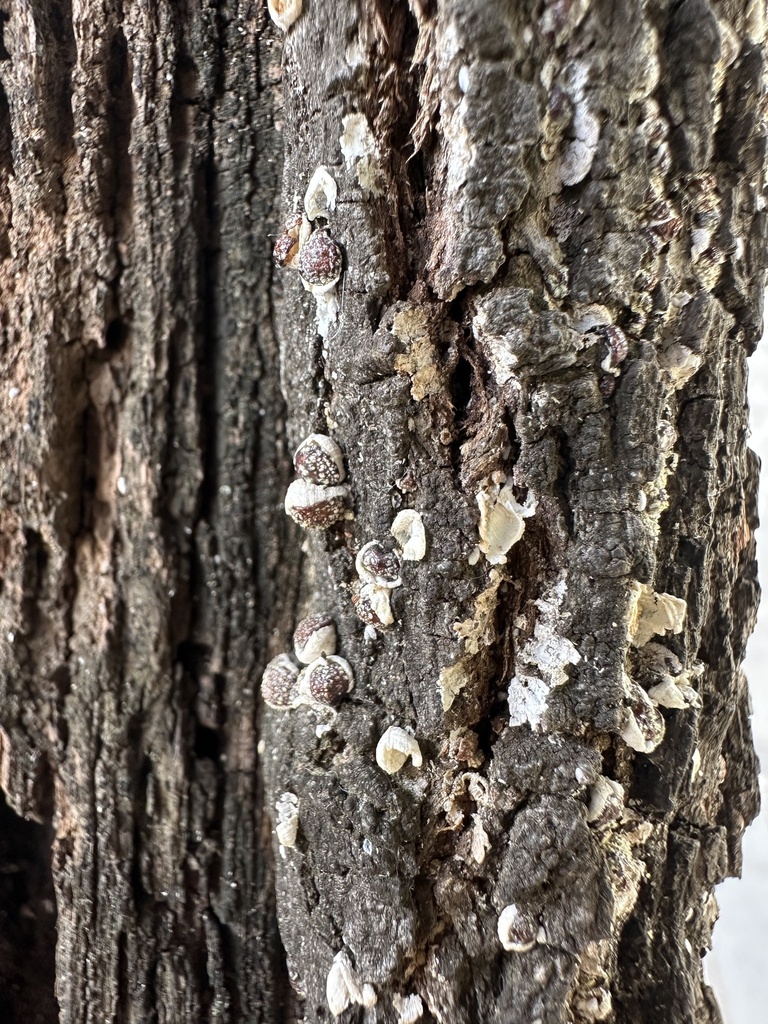 Nidularia