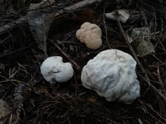 Boletus semigastroideus