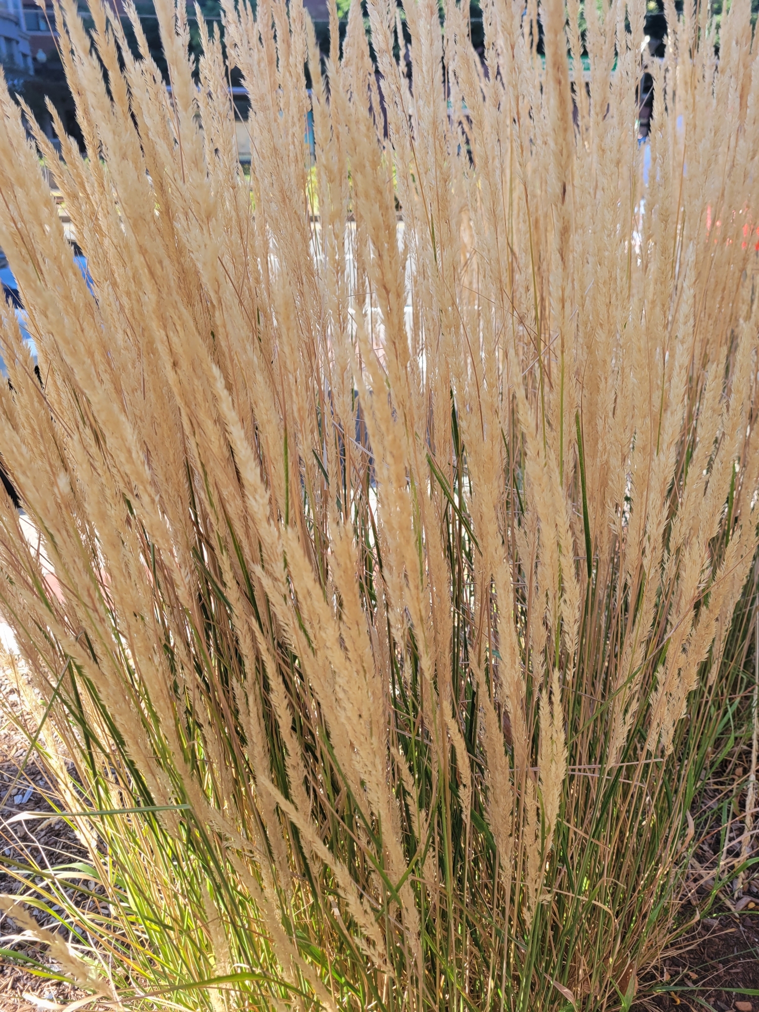 Beispielbild: Reitgras (Calamagrostis acutiflora)