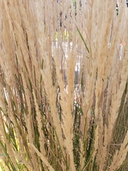 Calamagrostis × acutiflora, photograph author not stated, no rights reserved