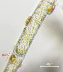 Cocconeis