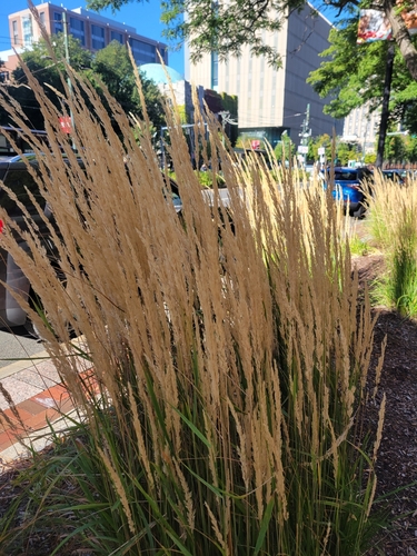 Calamagrostis × acutiflora, photograph 3