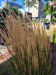 Calamagrostis × acutiflora, photograph author not stated, no rights reserved