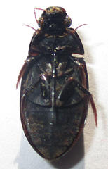 Hydrophilus senegalensis