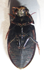 Hydrophilus senegalensis