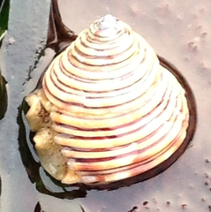 Calliostoma canaliculatum