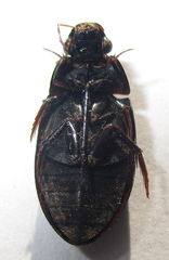 Hydrophilus senegalensis