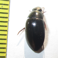 Hydrophilus senegalensis