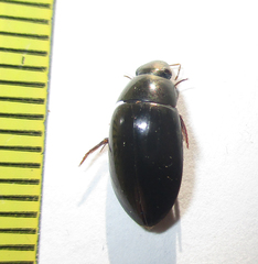 Hydrophilus senegalensis