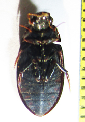 Hydrophilus senegalensis