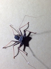 Paraphrynus carolynae