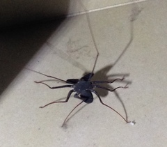 Paraphrynus carolynae