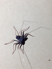 Paraphrynus carolynae