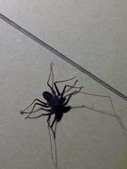 Paraphrynus carolynae