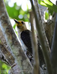 Melanerpes pygmaeus