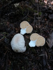 Boletus semigastroideus