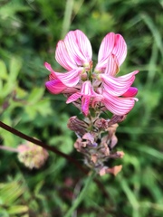 Onobrychis viciifolia