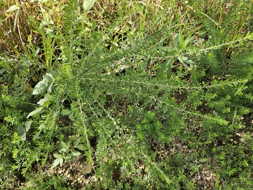 Lespedeza cuneata iNat (3)