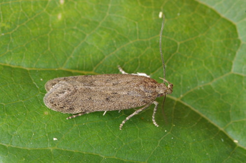 cinerous neb (Bryotropha terrella) · iNaturalist United Kingdom