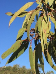 Eucalyptus bancroftii