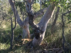 Eucalyptus bancroftii