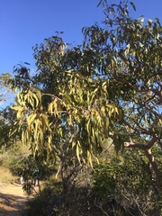 Eucalyptus bancroftii
