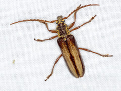 Piesarthrius marginellus