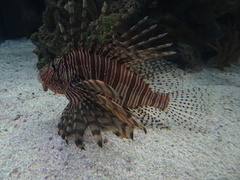 Pterois