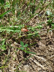 Amphimallon assimile