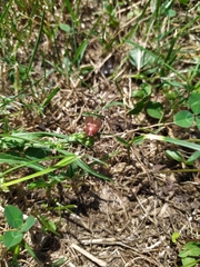 Amphimallon assimile